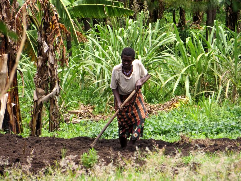 A young women tends to her farming plot in Uganda. Photo Credit:  © Bindubaba/Flickr